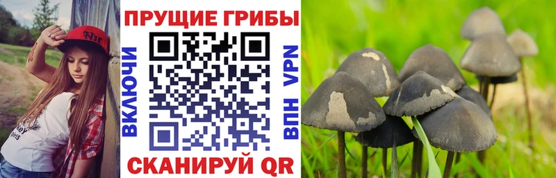 Псилоцибиновые грибы Psilocybine cubensis  OMG ССЫЛКА  Нея 